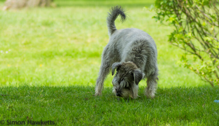 Having a sniff around