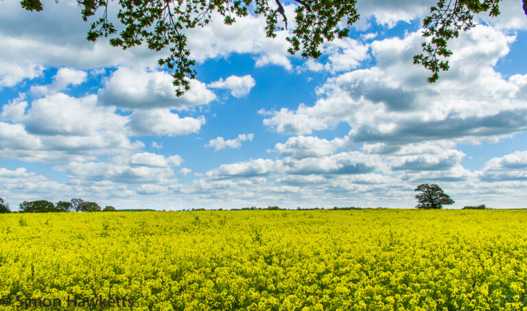 Oil seed field in Hertfordshire