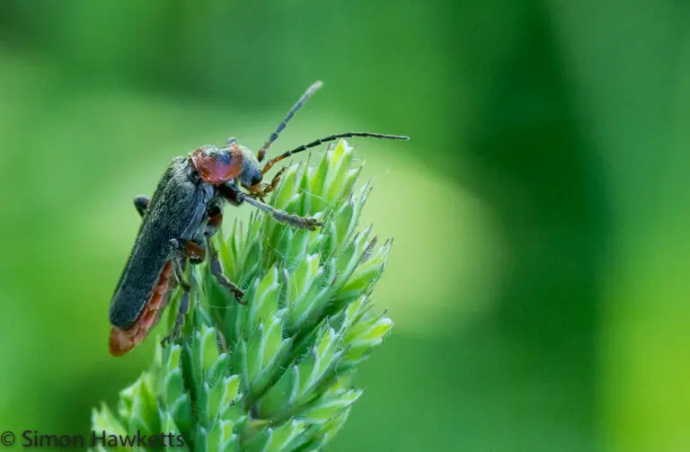 Macro Photography - Soldier beetle 5 Soldier Beetle