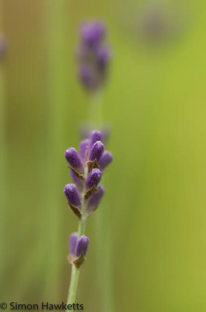 Bokeh