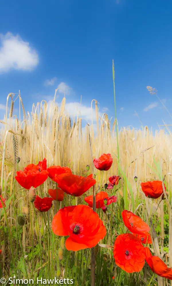 Poppy, wheat and Sunshine 4 Poppy, wheat and Sunshine