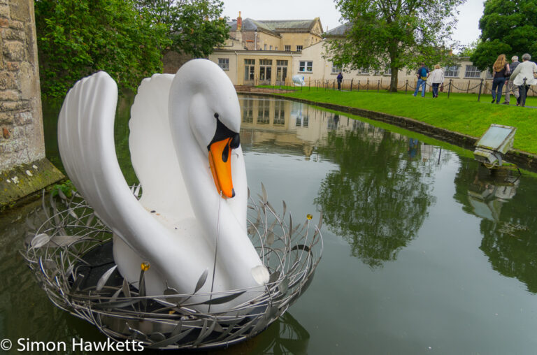 The swans of Wells