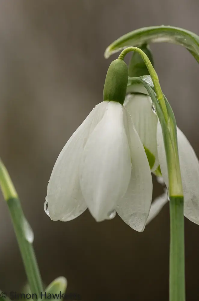 Snowdrops and Daffodils 2 20130309 igp0799