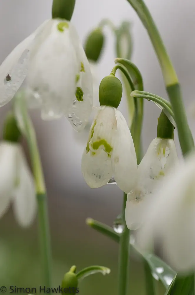 Snowdrops and Daffodils 4 20130309 igp0801