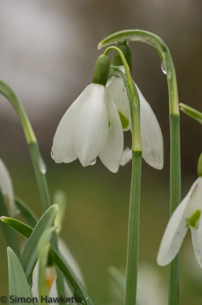 Snowdrops and Daffodils 5 20130309 igp0802