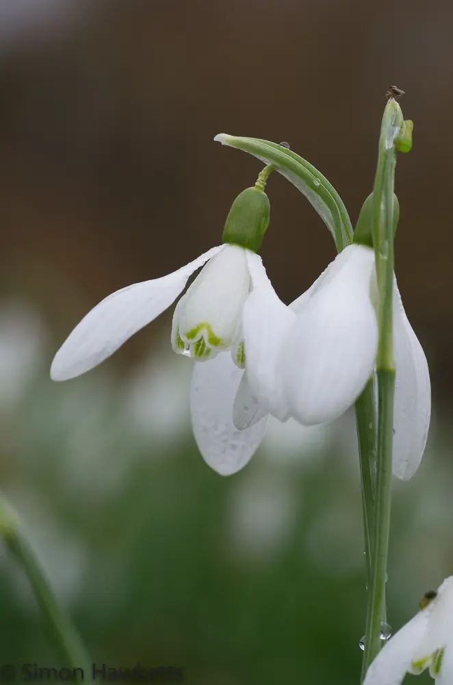 Snowdrops and Daffodils 6 20130309 igp0804