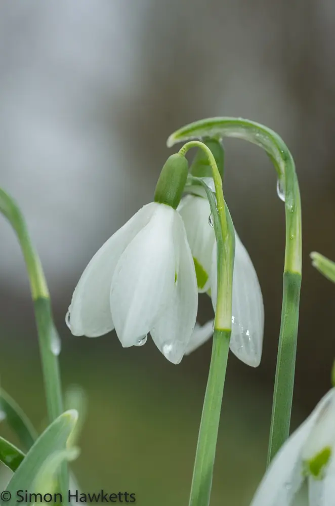 Snowdrops and Daffodils 7 20130309 igp0806