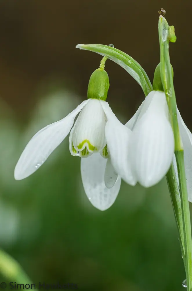 Snowdrops and Daffodils 8 20130309 igp0807