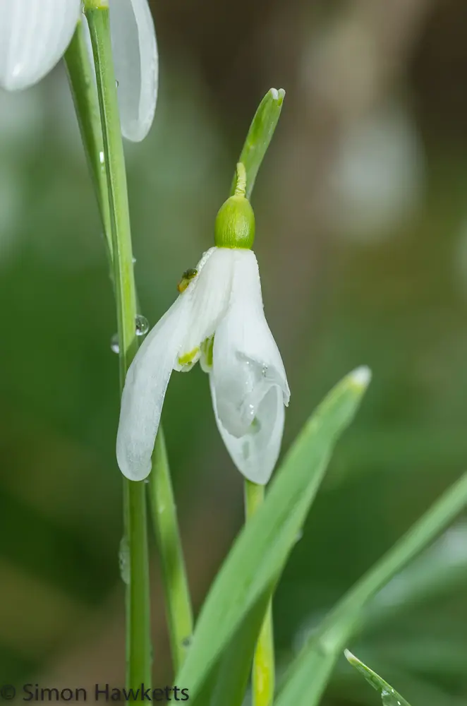 Snowdrops and Daffodils 9 20130309 igp0808