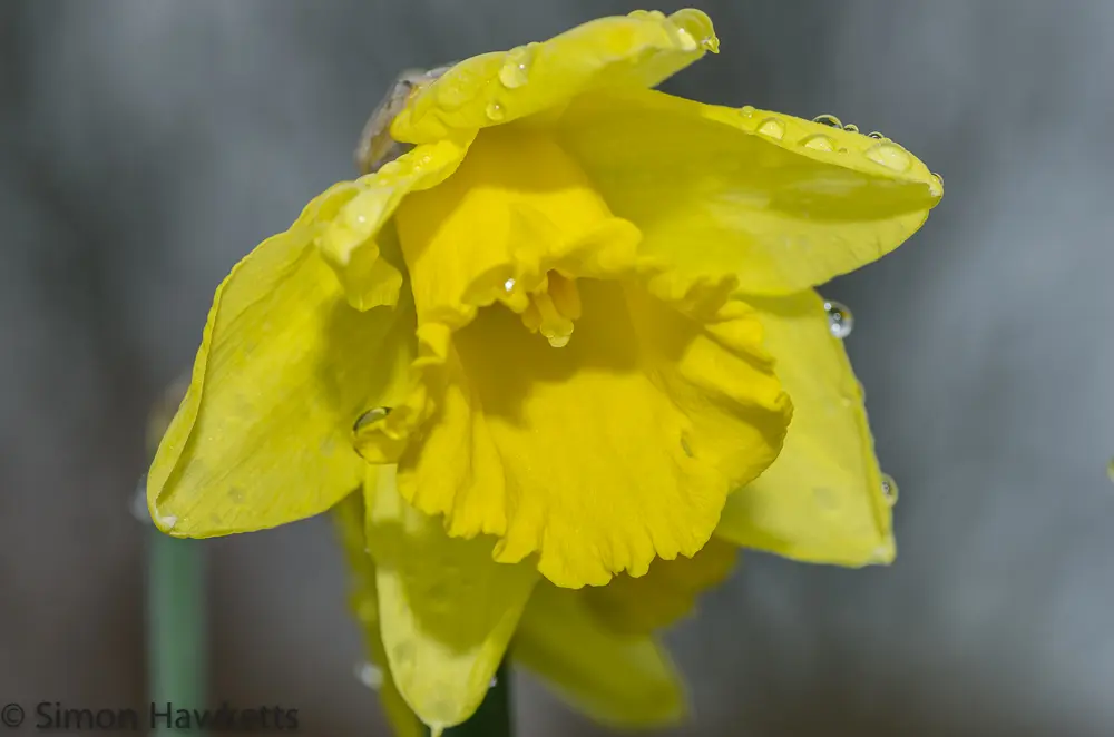 Snowdrops and Daffodils 18 20130309 igp0829