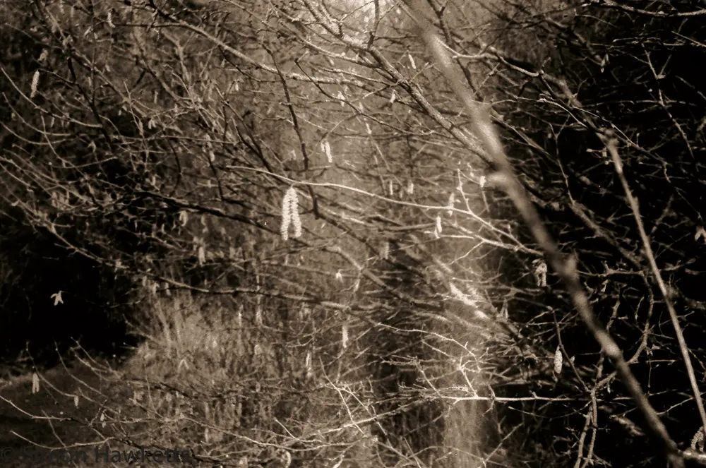First film developed for 20 years ! 15 Yashica MG-1 sample pictures - Catkin