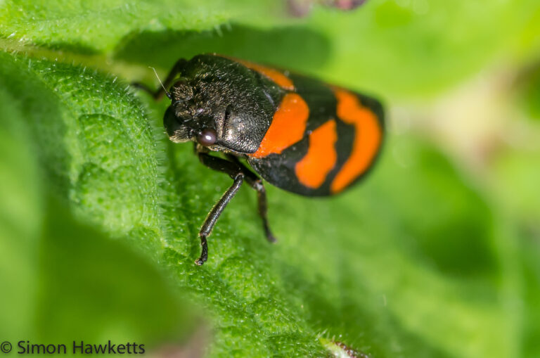 Macro photography – Red-and-black Froghopper