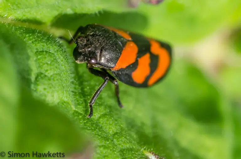 Macro photography - Red-and-black Froghopper 6 Macro photography – Red-and-black Froghopper