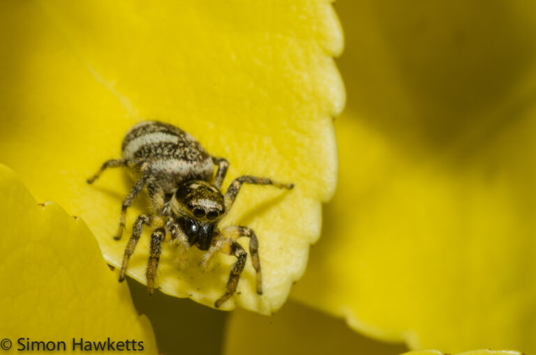 Macro photography garden spider