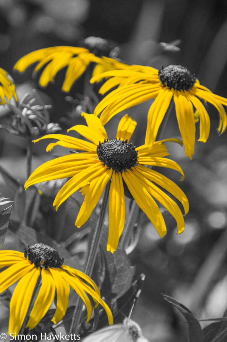 A picture of Three flowers with all but one colour removed