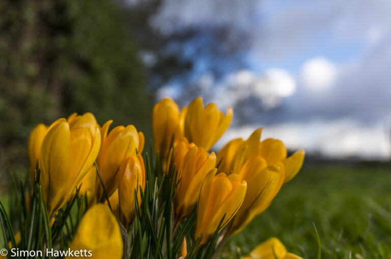 Sony Nex 6 sample pictures - Crocus