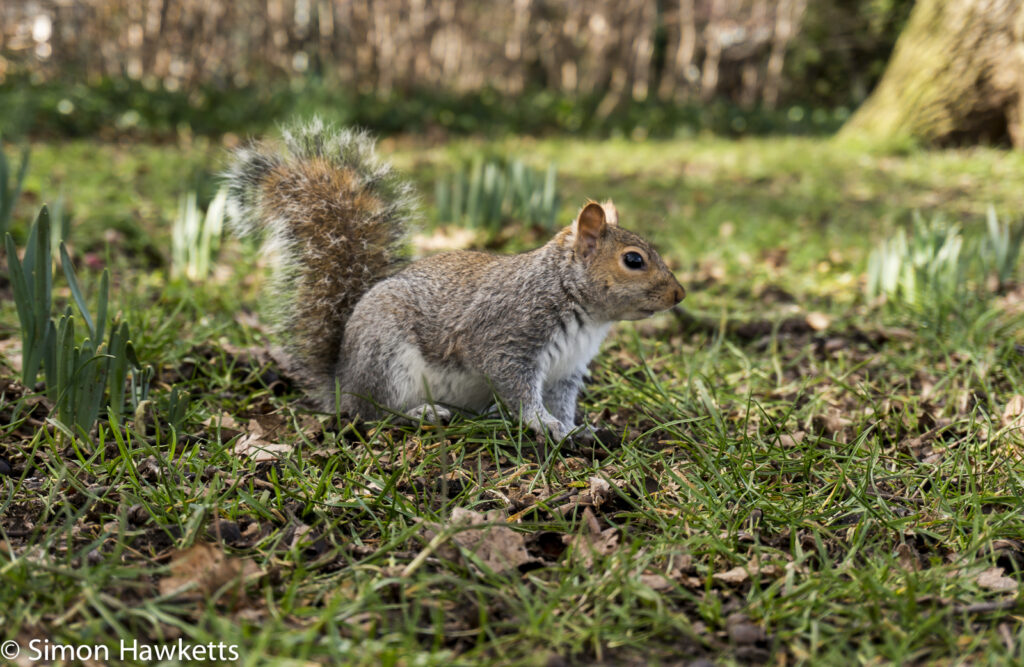 Sony Nex 6 sample pictures - Squirrel in St Georges Playing Fields