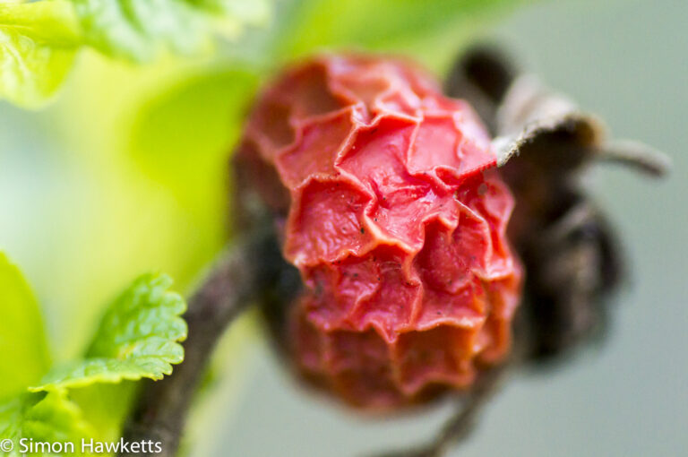 Sony Nex 6 with Tamron 90mm macro lens - Last year's fruit