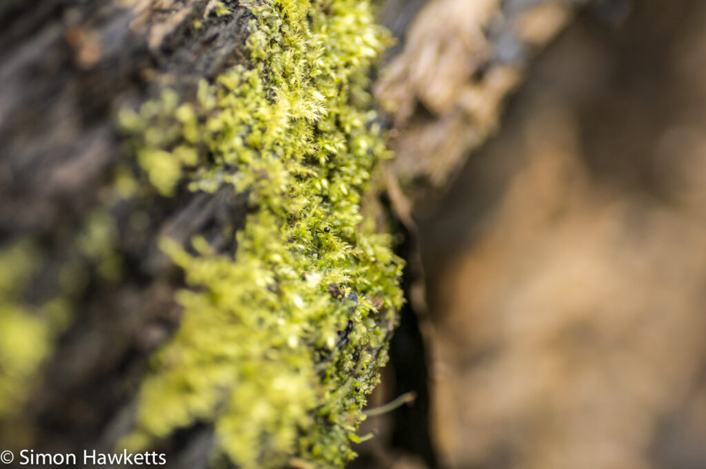 Sony Nex 6 with Tamron 90mm macro lens - Moss on a tree trunk