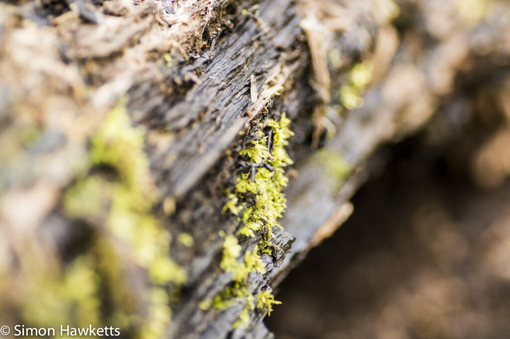 Sony Nex 6 with Tamron 90mm macro lens - Moss on a tree trunk