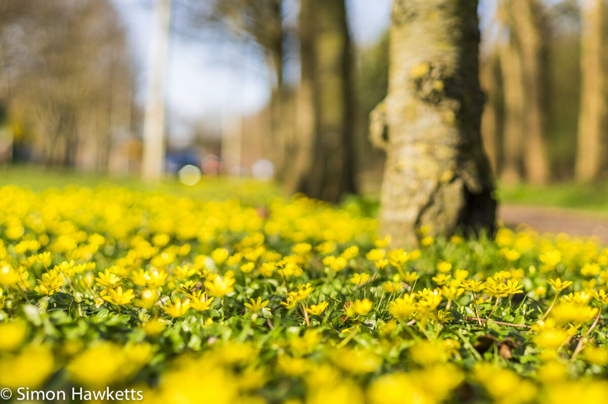 Nex-6 and Pentax smc 50mm f/1.7 prime pictures - Blanket of buttercups