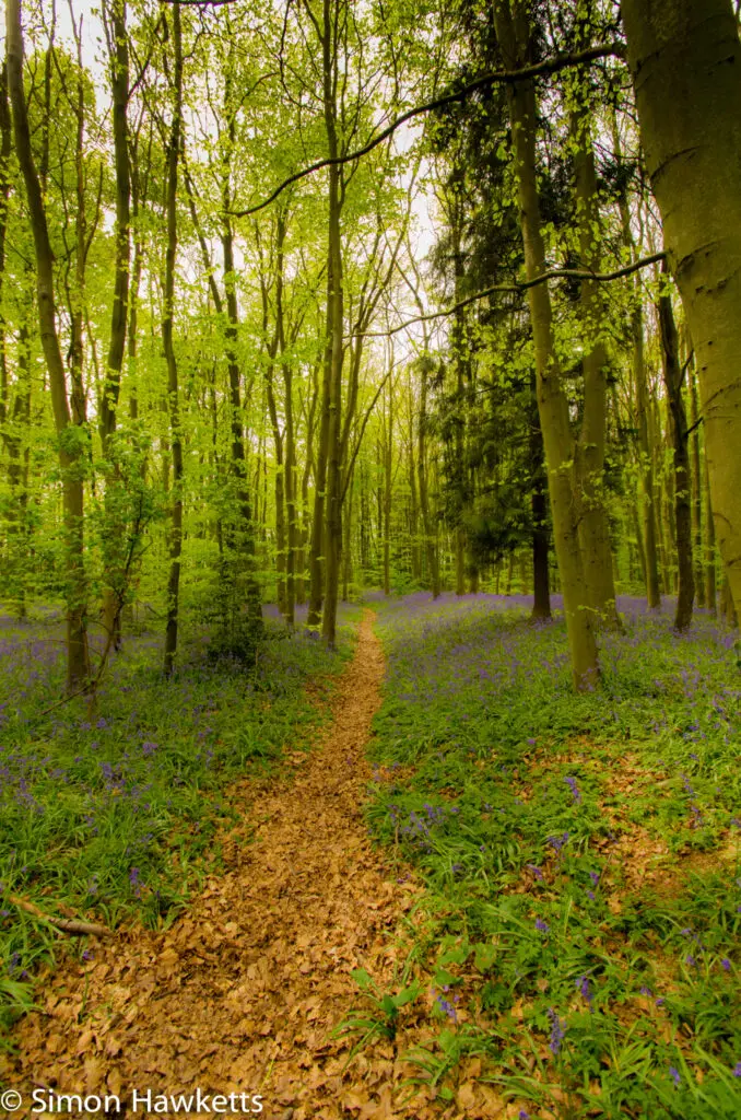 Bluebell woods in Stevenage 2 Bluebell woods Stevenage - Pentax K5