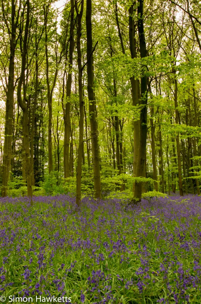 Bluebell woods in Stevenage 3 Bluebell woods Stevenage - Pentax K5