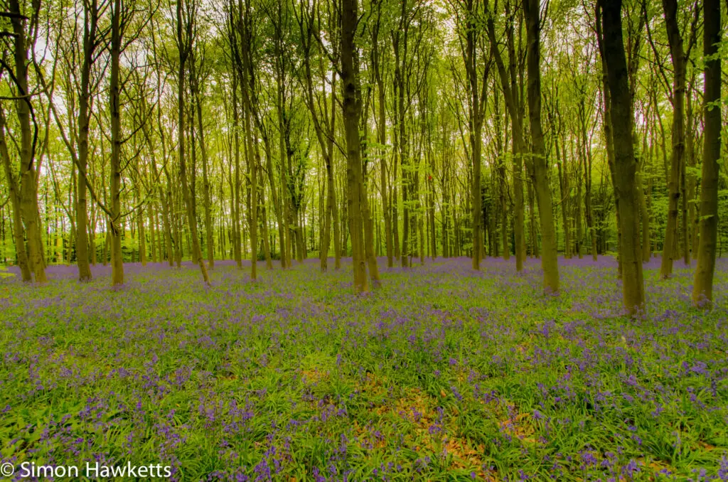 Bluebell woods in Stevenage 4 Bluebell woods Stevenage - Pentax K5