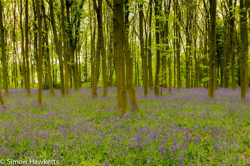 Bluebell woods in Stevenage 5 Bluebell woods Stevenage - Pentax K5