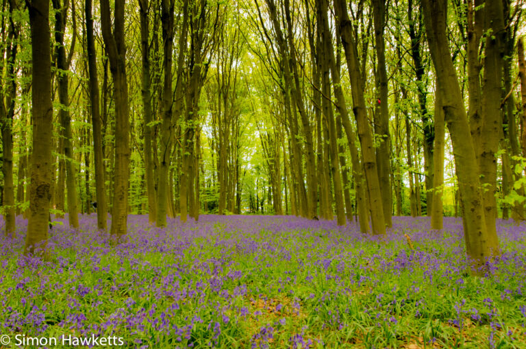 Bluebell woods Stevenage - Pentax K5