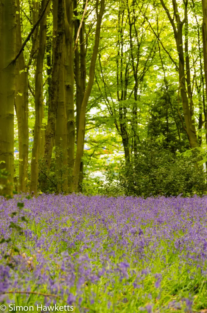 Bluebell woods in Stevenage 7 Bluebell woods Stevenage - Pentax K5