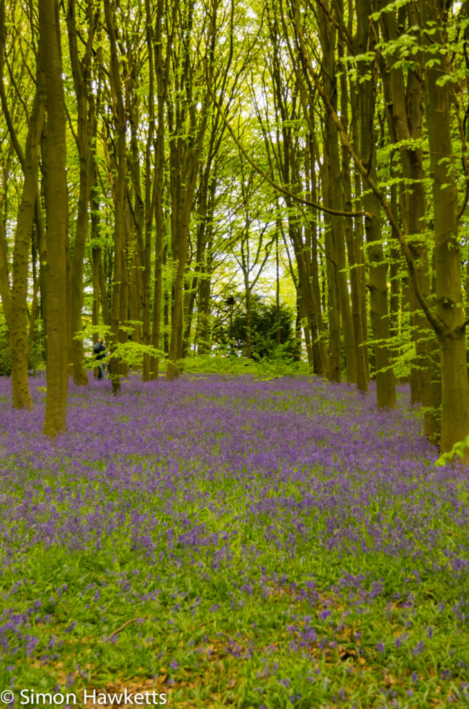Bluebell woods Stevenage - Pentax K5