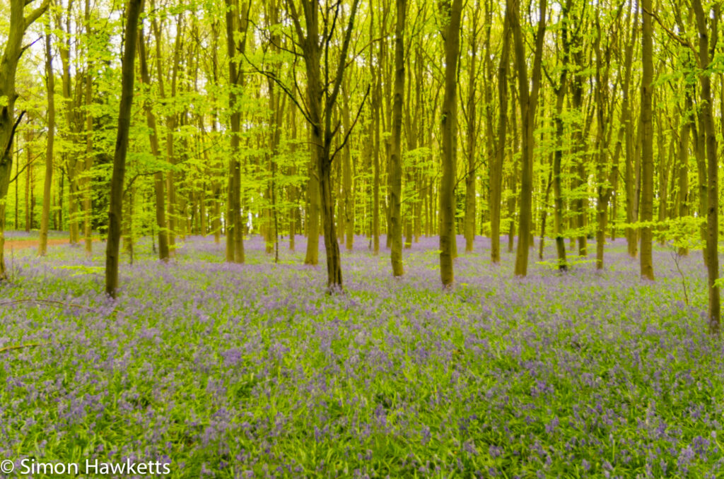 Bluebell woods Stevenage - Pentax K5