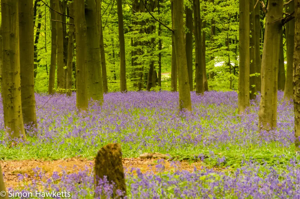 Bluebell woods in Stevenage 10 Bluebell woods Stevenage - Pentax K5