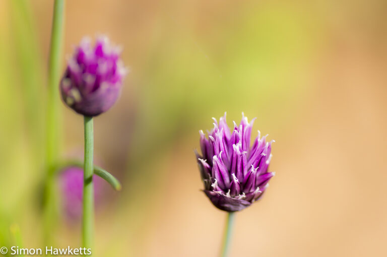 Macro picture of Chives