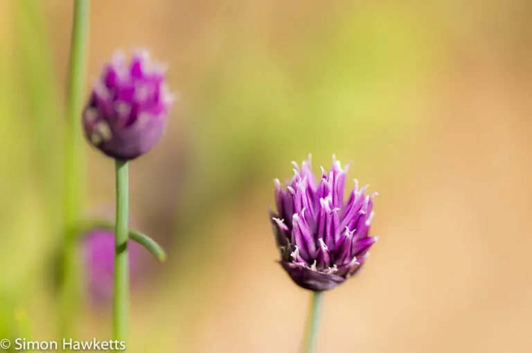 Macro picture of Chives 5 Macro picture of Chives