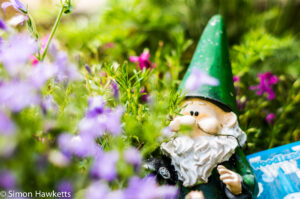 Garden pictures with Takumar standard lenses - A gnome guarding the fence