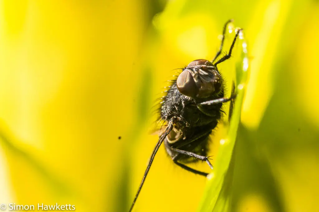Garden macro pictures 2 Sony Nex 6 and Tamron 90mm f/2.8 macro pictures - House Fly
