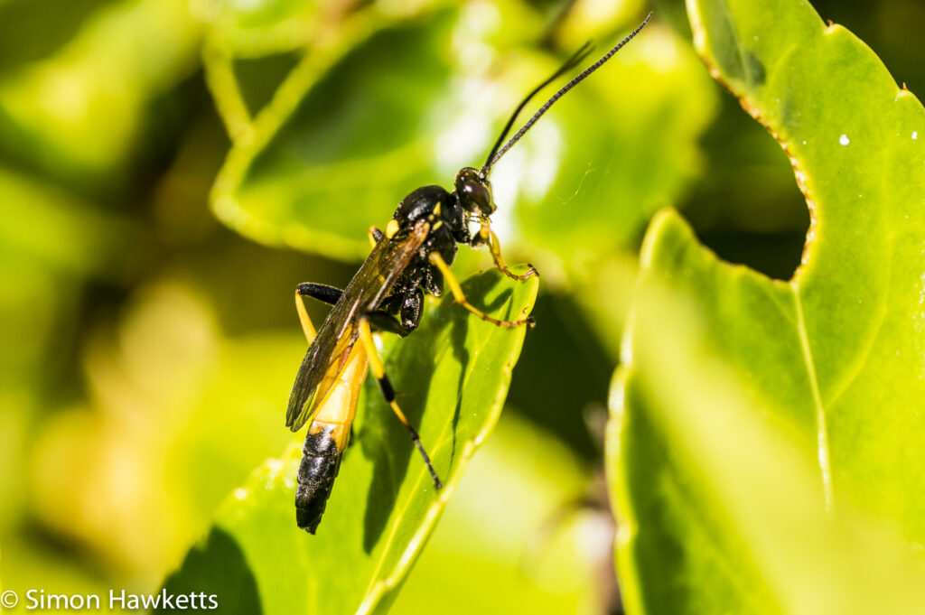 Sony Nex 6 and Tamron 90mm f/2.8 macro pictures - Wasp