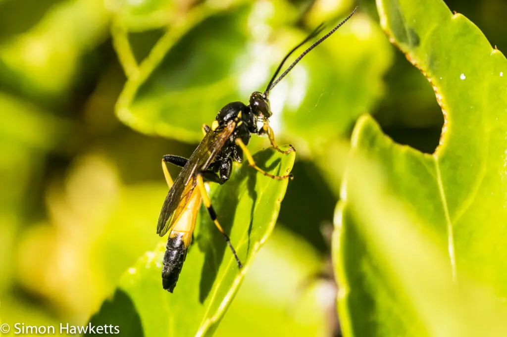 Garden macro pictures 4 Sony Nex 6 and Tamron 90mm f/2.8 macro pictures - Wasp