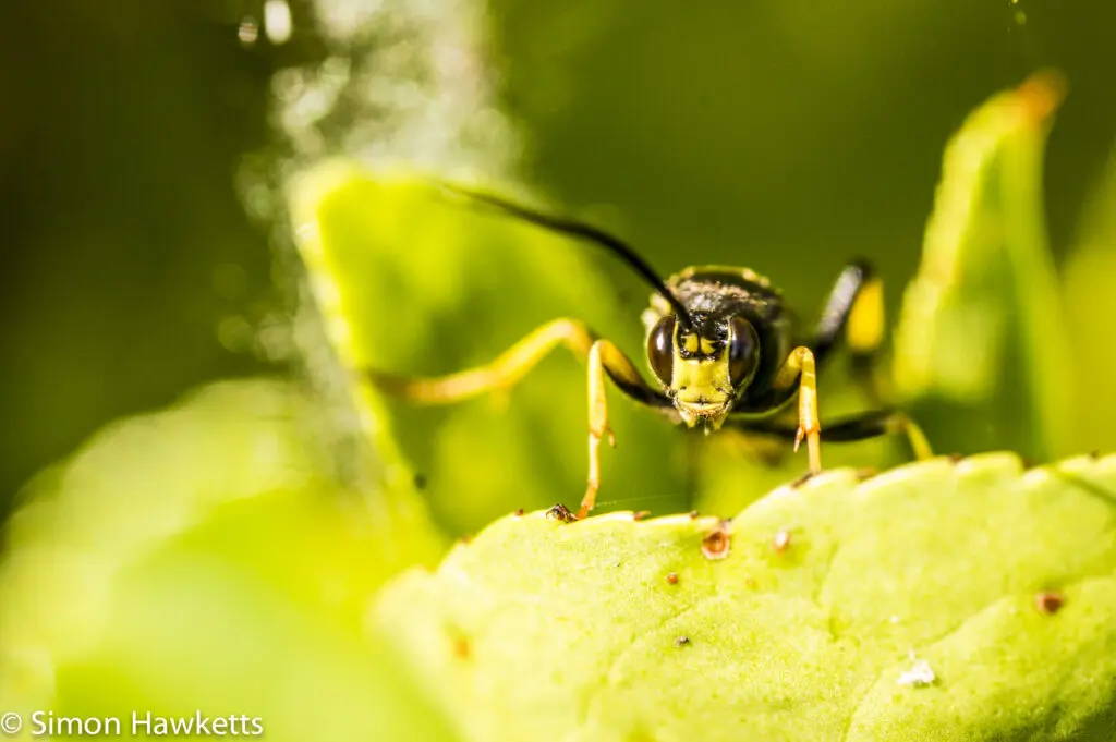 Garden macro pictures 5 Sony Nex 6 and Tamron 90mm f/2.8 macro pictures - Wasp face
