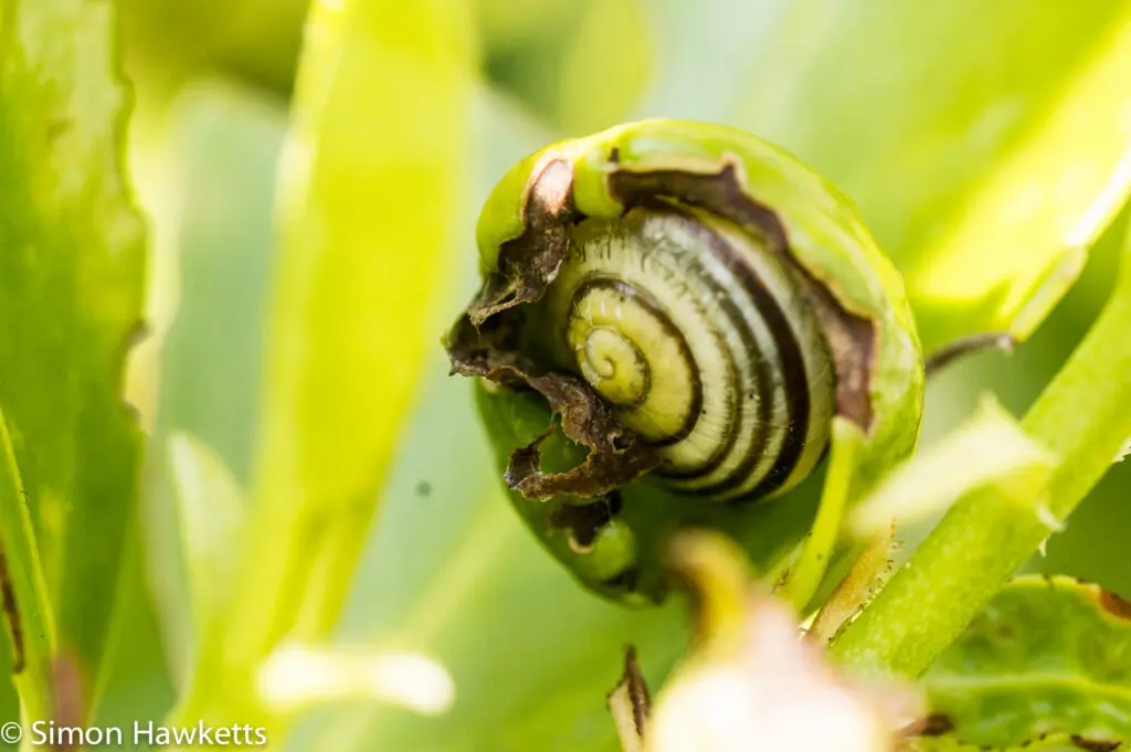 Garden macro pictures 6 Sony Nex 6 and Tamron 90mm f/2.8 macro pictures - Snail inside a leaf