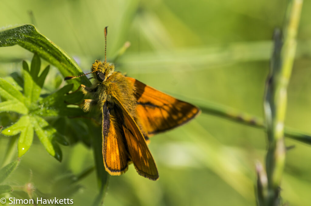 Sony Nex 6 and Tamron 90mm f/2.8 pictures - Small skipper butterfly