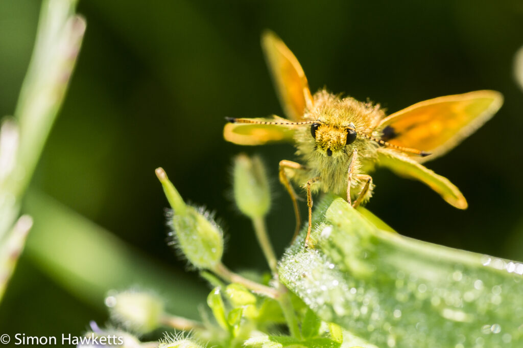 Sony Nex 6 and Tamron 90mm f/2.8 pictures - Small skipper butterfly