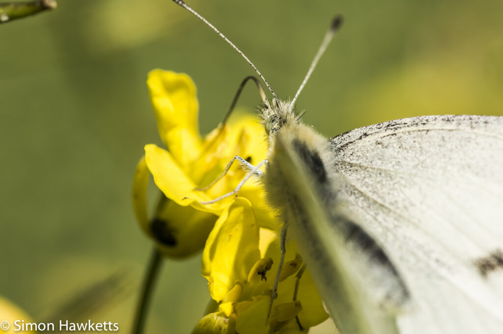 Sony Nex 6 and Tamron 90mm f/2.8 pictures - Common white butterfly