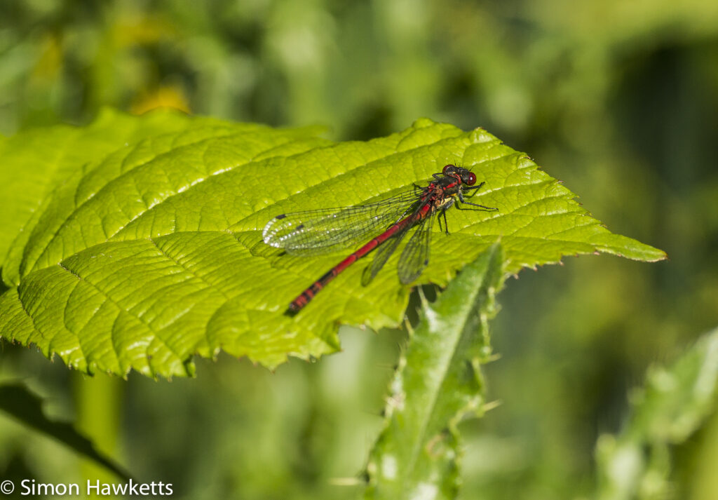 Sony Nex 6 and Tamron 90mm f/2.8 pictures - Red mayfly