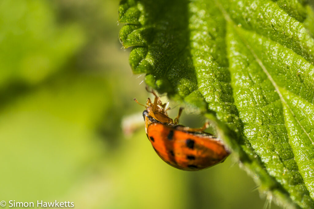 Sony Nex 6 and Tamron 90mm f/2.8 pictures - Ladybird