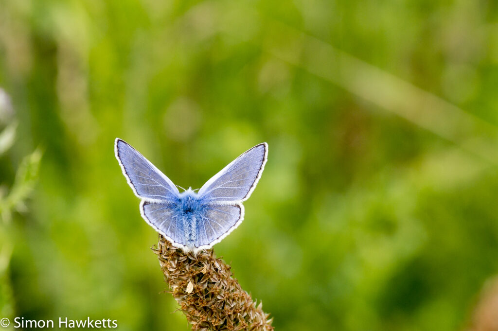 Tamron 90mm f/2.8 macro pictures - Blue butterfly