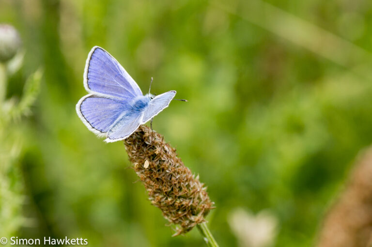 Tamron 90mm f/2.8 macro pictures - Blue butterfly