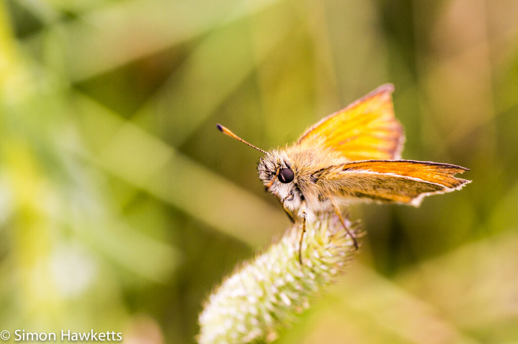 Tamron 90mm f/2.8 macro pictures - Skipper butterfly